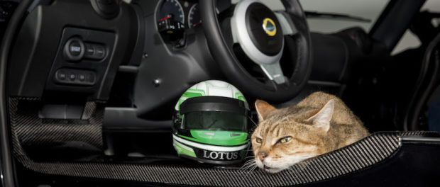 Lotus Lids - Protection for Our Four-Legged Friends 2