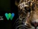 Jaguar North America Teams Up with Wildlife Convservation Society WCS - Header