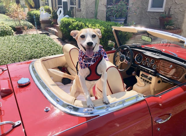 Says Kelly Bare of Lakeland, Florida, "my soul-mutt, Mick, a Jack Russel - Rat Terrier mix whom I rescued 12 years ago. He loves riding in my 1969 Triumph TR6."