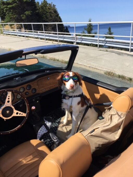 "Here is Molly, my 4 year old Brittany spaniel, in one of her happy places. She really enjoys riding as co-pilot of my 1971 TR6." Robert Bishop, St. John’s, NL, Canada